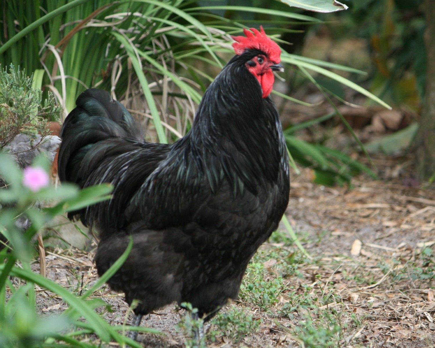 Australorp
