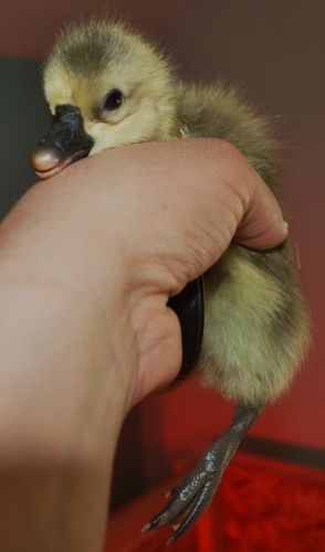 P4070557 (294x500).jpg