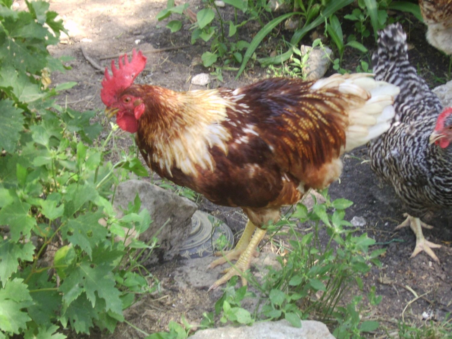 Black Rocks Hens