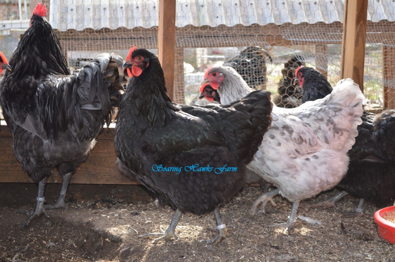 breeder updates 2-14-2012 009.JPG