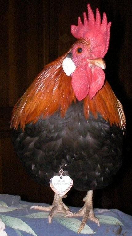 MELVINSERVANIMAL.jpg