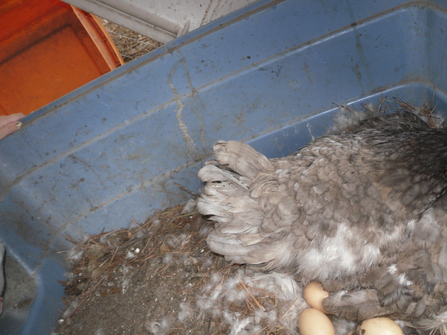 marchchickens 005.JPG
