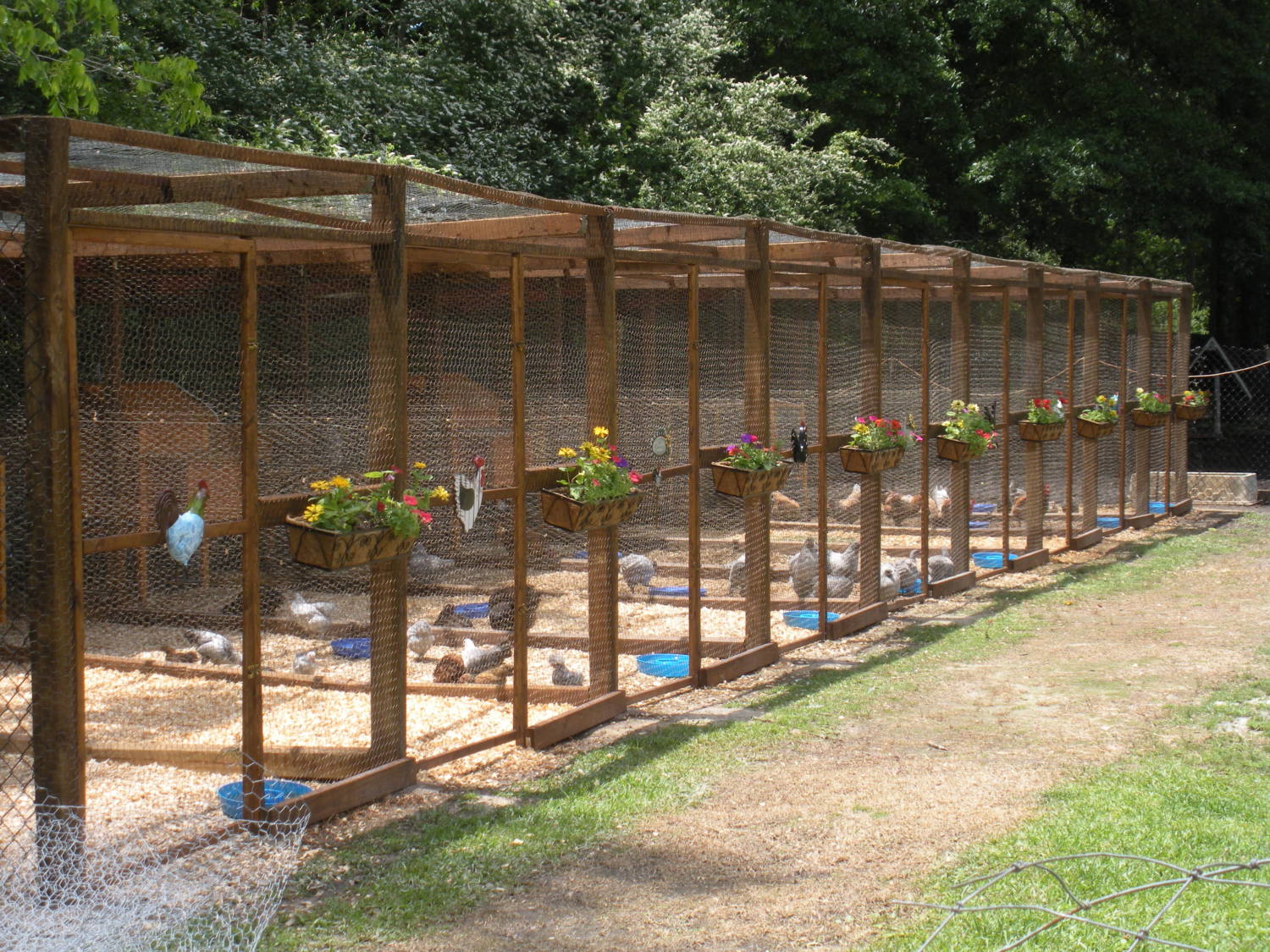 PugBug's album “new chicken pens” — Photo 1 of 3