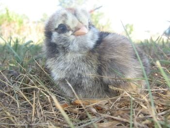 Chicken Frenzie