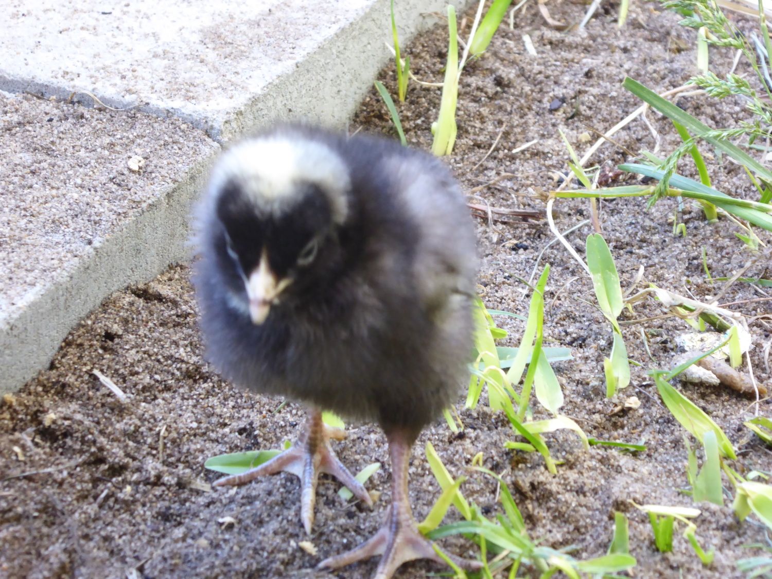 Sight Sexing Barred Plymouth Rock Chicks At Hatch