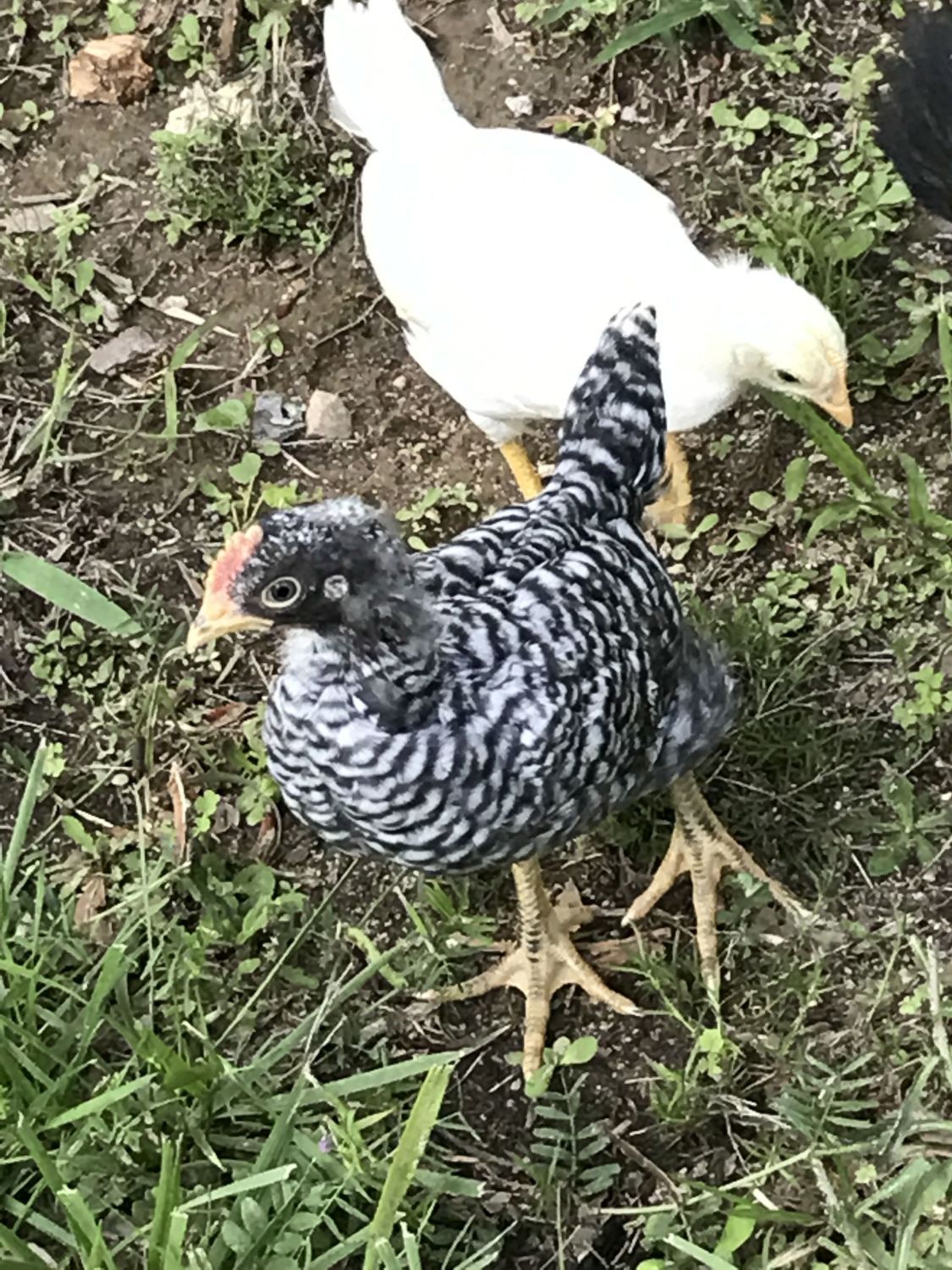 Sight Sexing Barred Plymouth Rock Chicks At Hatch