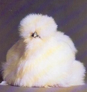 Buff Silkie Chicks