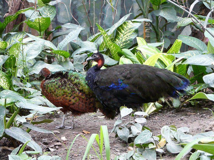 Afropavo pair captive .jpg