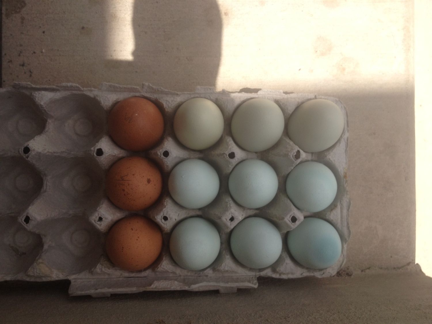 color of eggs 6.20.12.JPG