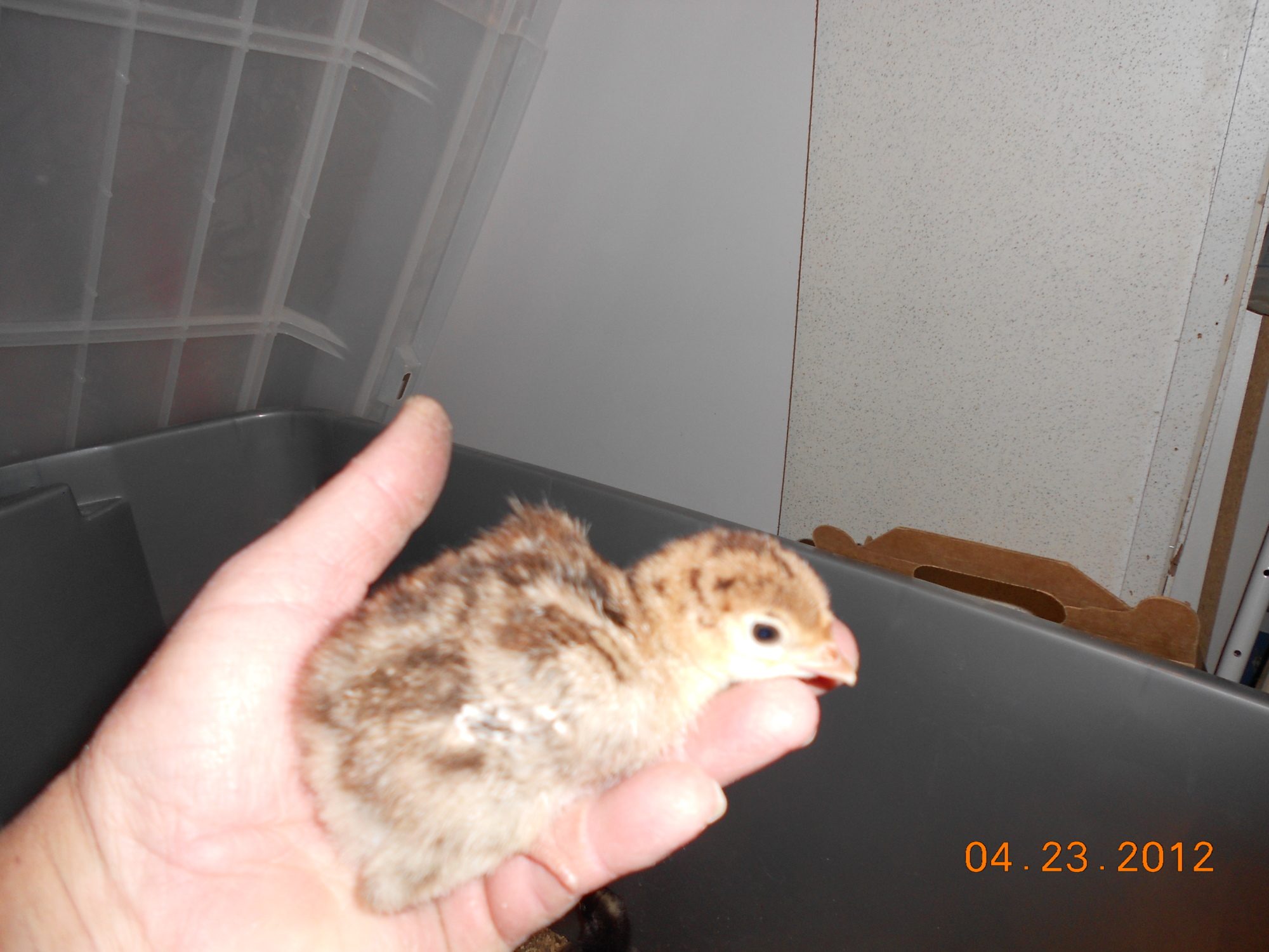 600x450px-LL-5095f35e_DSCN0291.jpeg