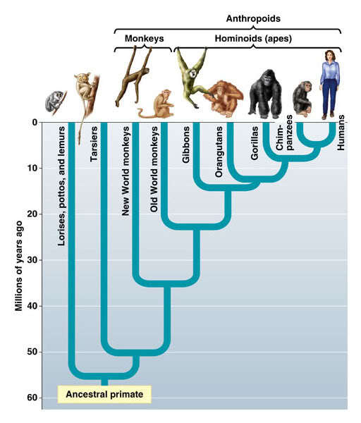 Ape Phylogeny