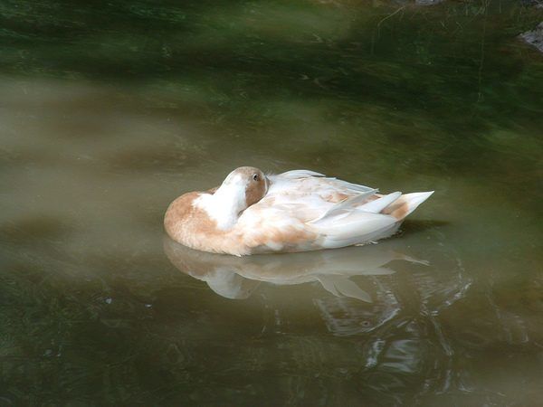 puddles.jpeg