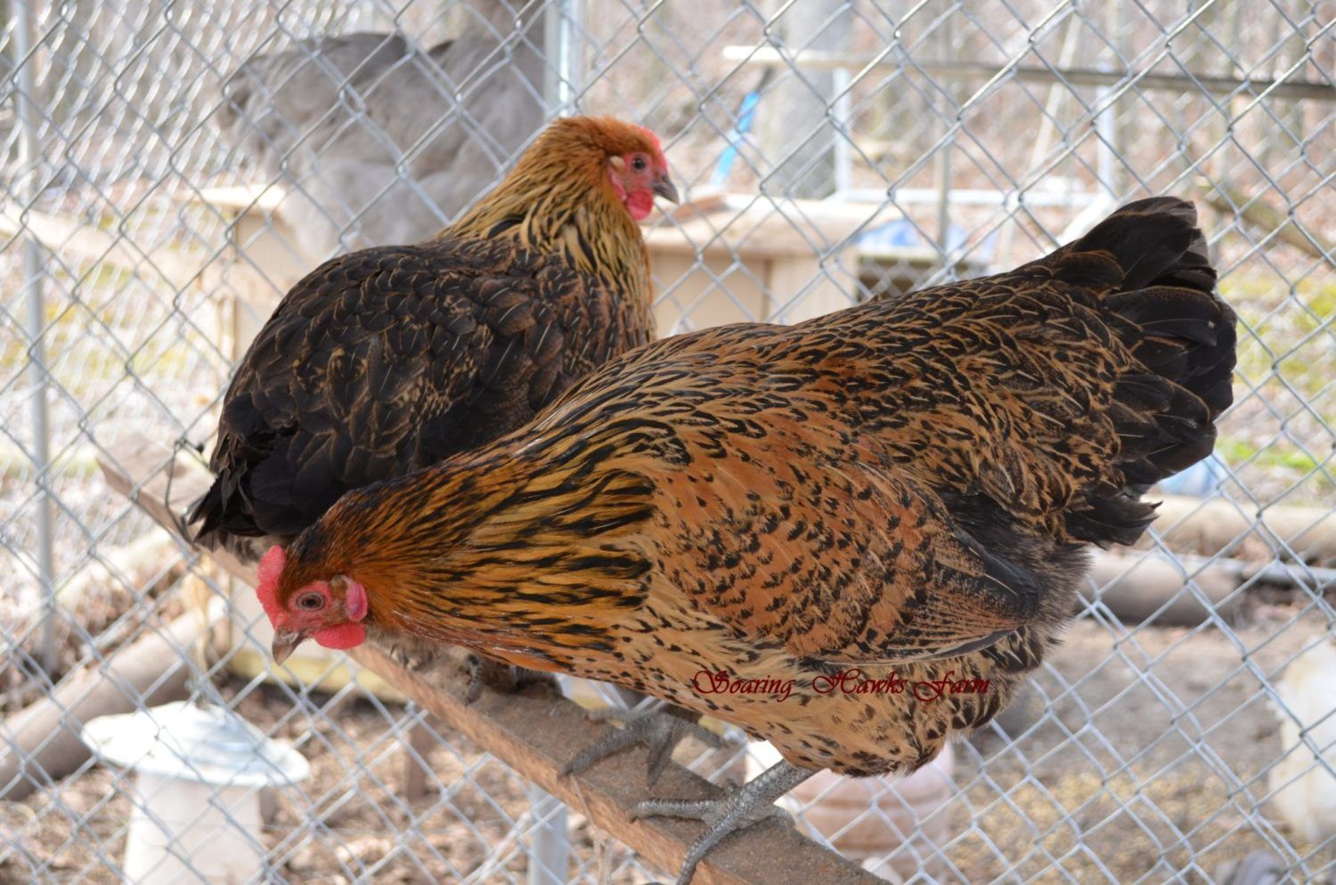 60x60px-ZC-552cb18a_breederupdates2-14-2012043.jpeg