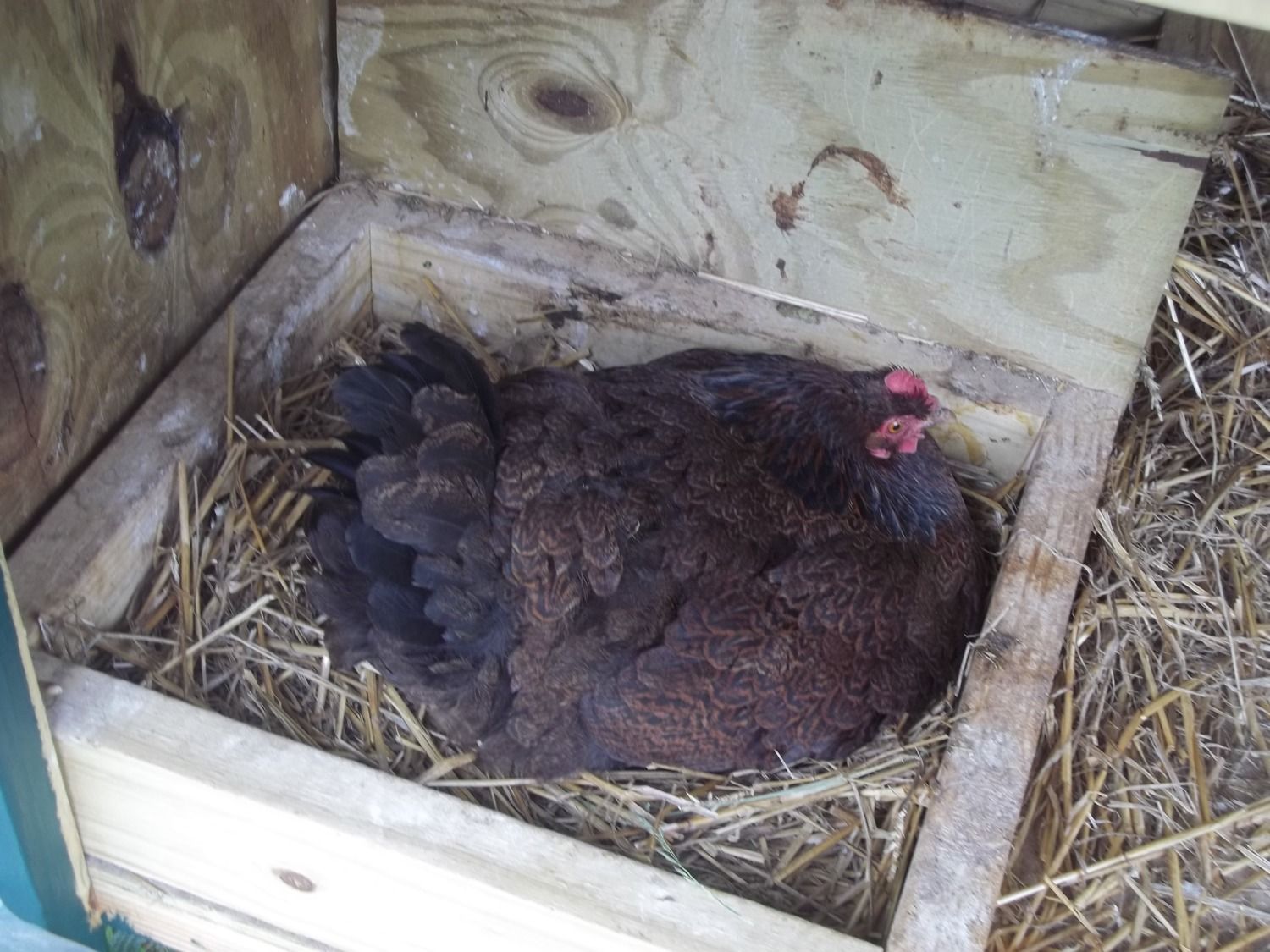 Teen Babies! A TragicStory (chicken edition)