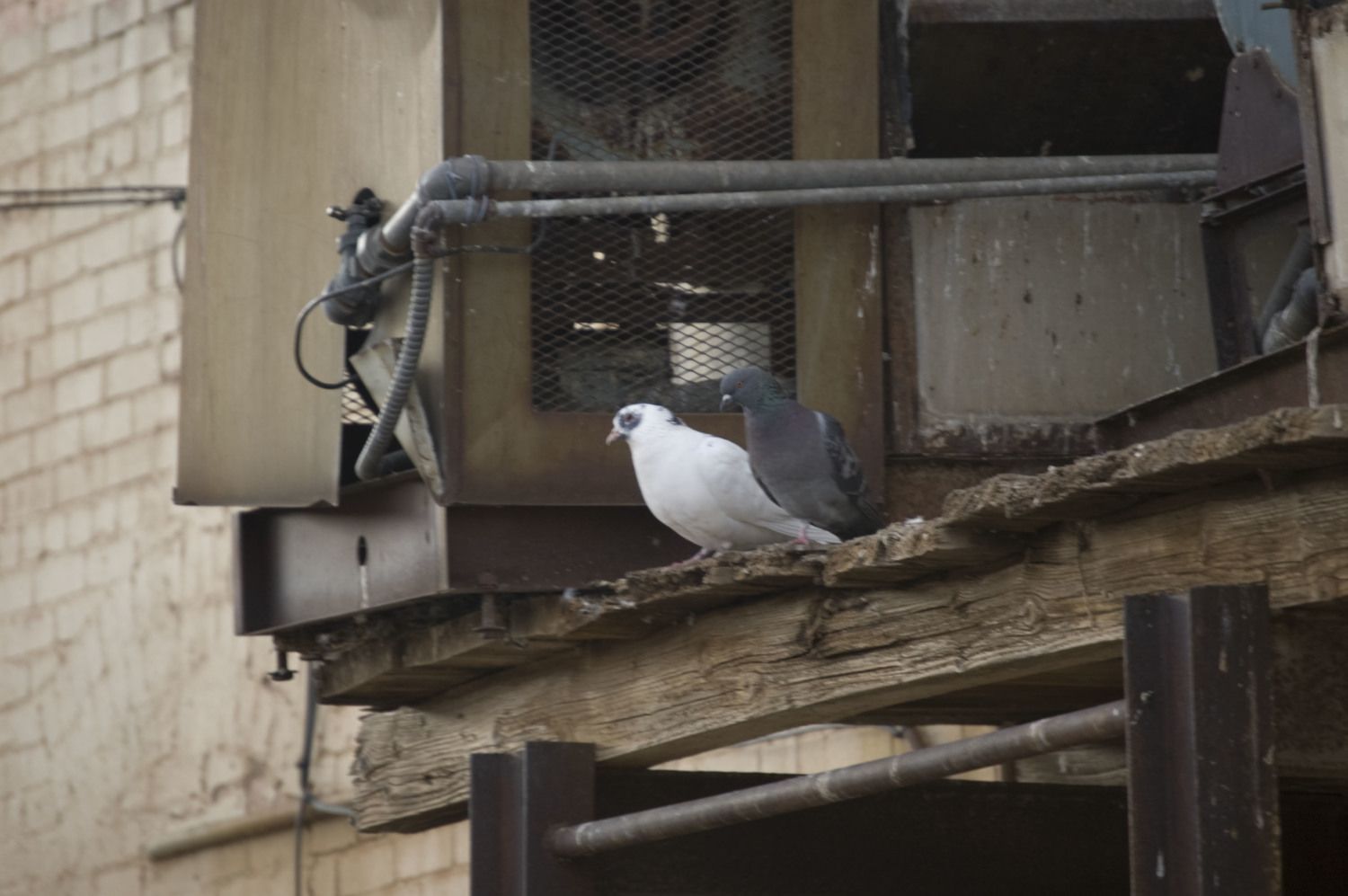 DSC_0013.JPG