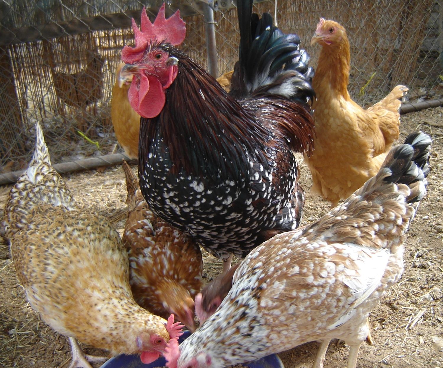 Aloha Chickens Fall 2011 003.JPG