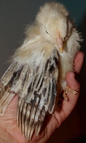 P4070544 (299x500).jpg