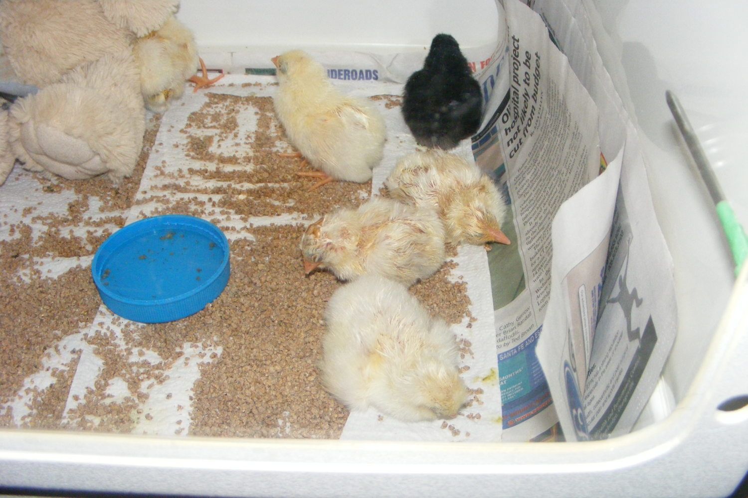 2012_0328ChicksLS0006.JPG