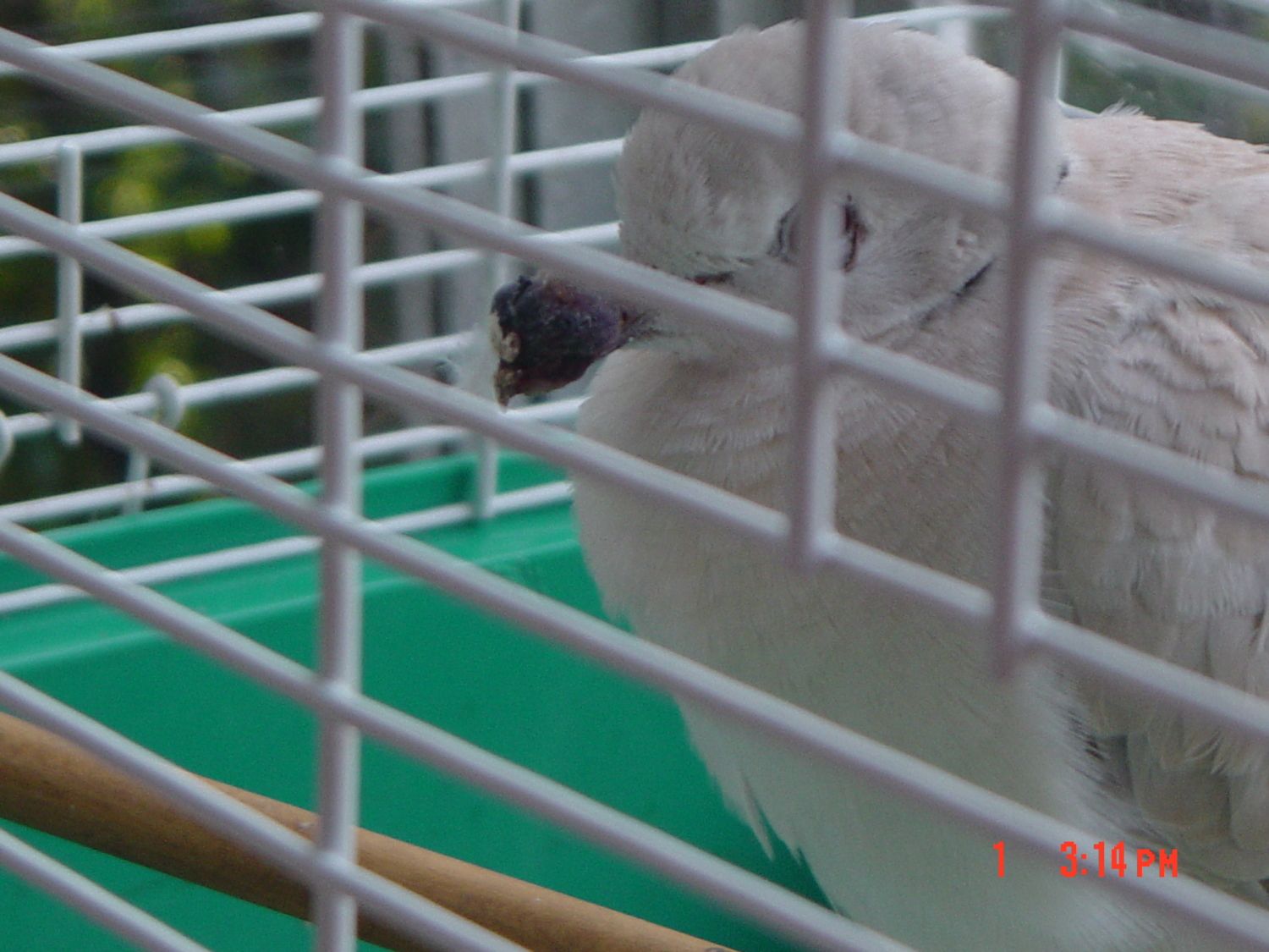 Does this look like pigeon pox on my dove's beak?
