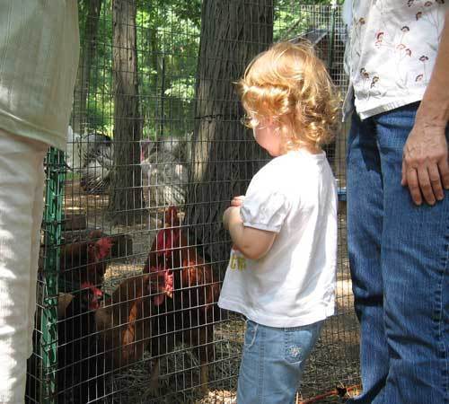 Am I crazy for considering keeping a Rooster around Toddlers?