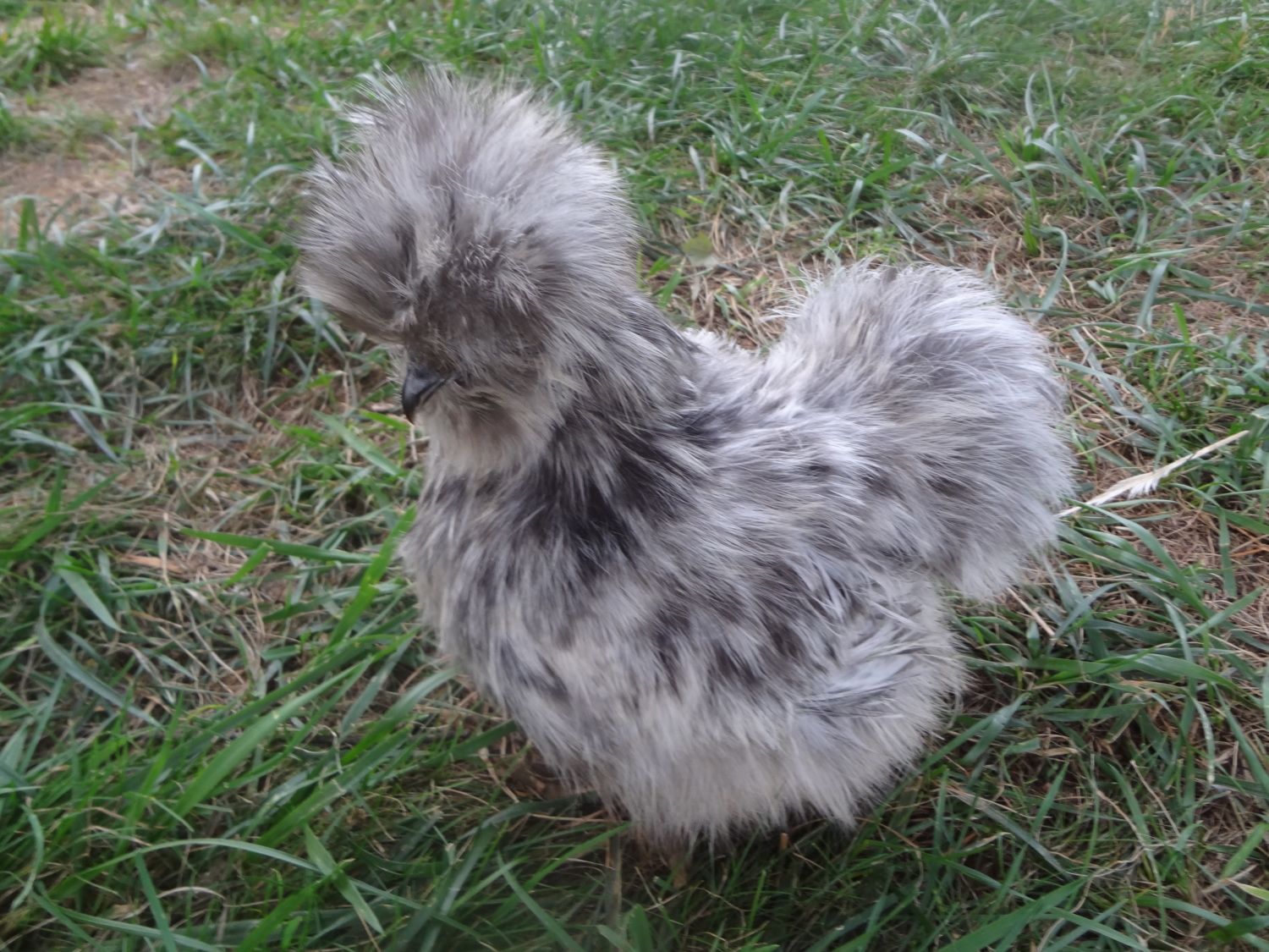 chicken silkies