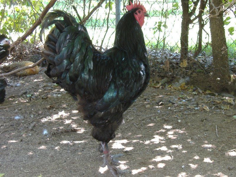 Black Langshan Chickens