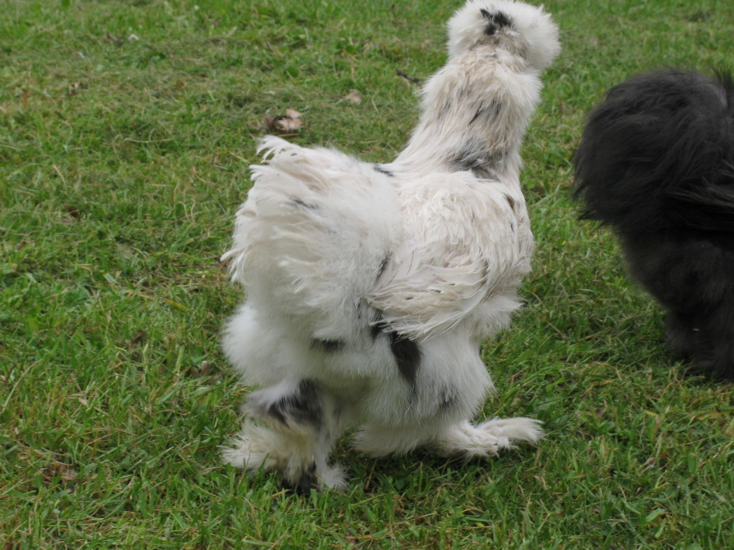 Buff Silkie Chicks