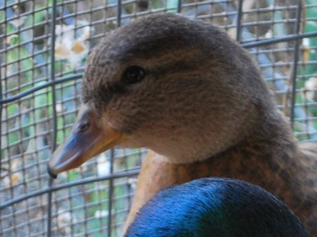 CSC_0509.JPG