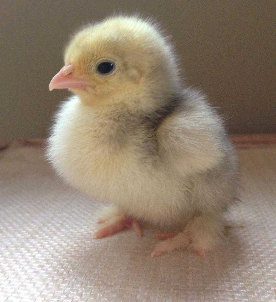 need help identifying these assorted bantams from Tractor Supply