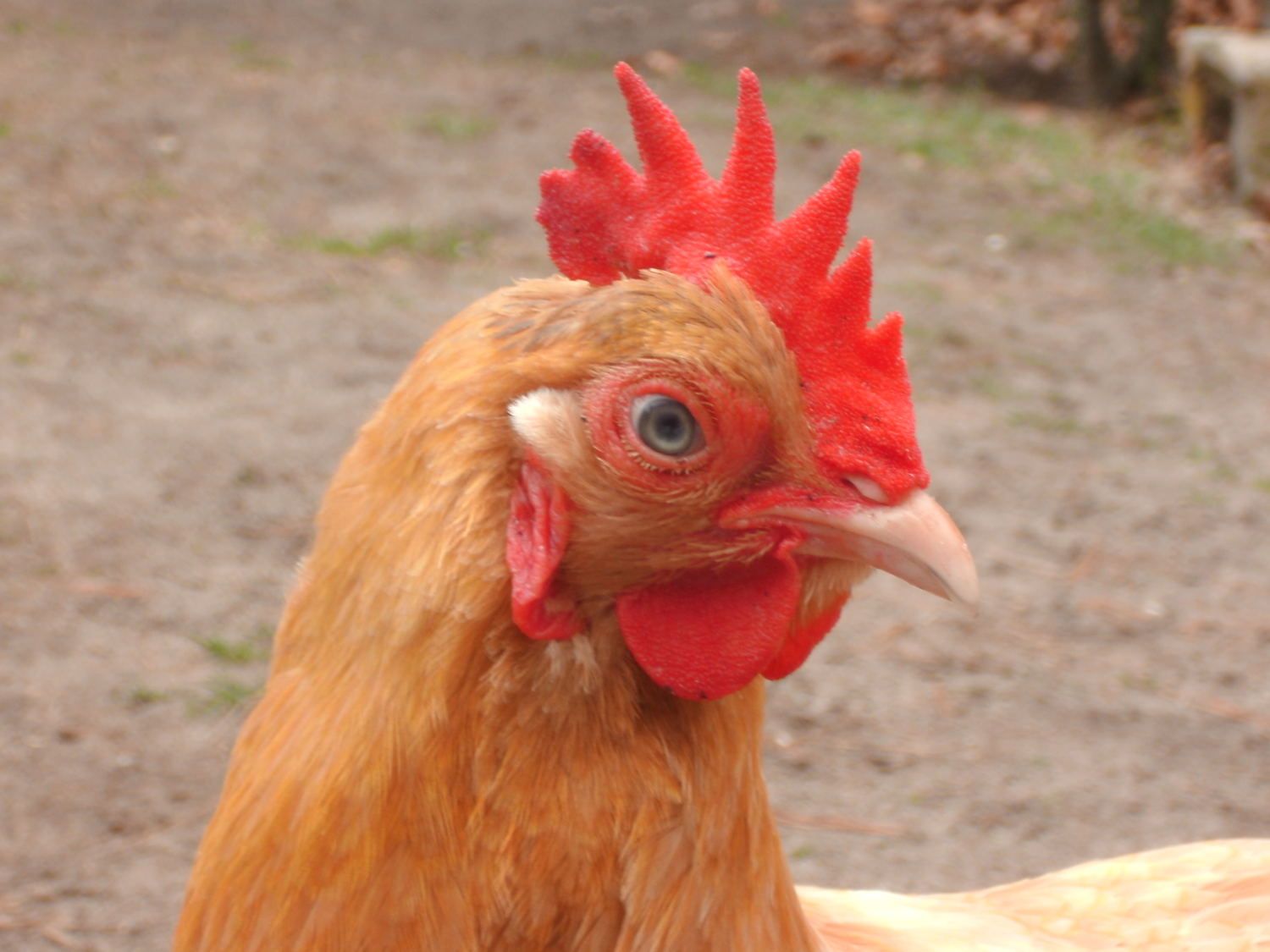 comb chicken