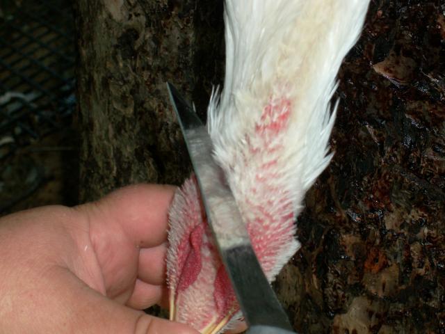 Killing A Chicken