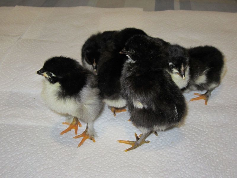 Marans_5days_old_1.jpg