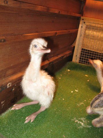 White_rhea_chick_in_hatcher.jpg