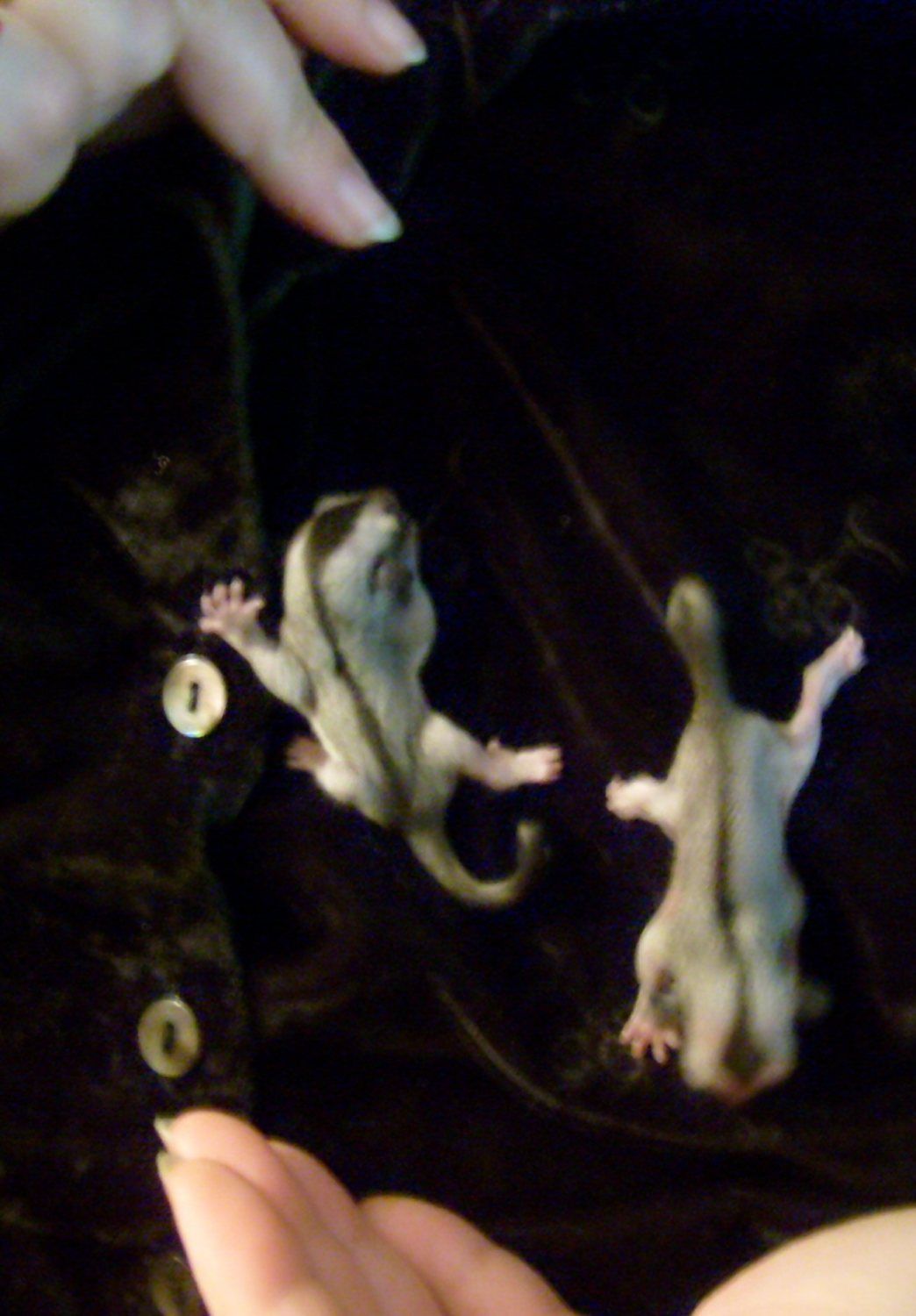 gliders 001.JPG