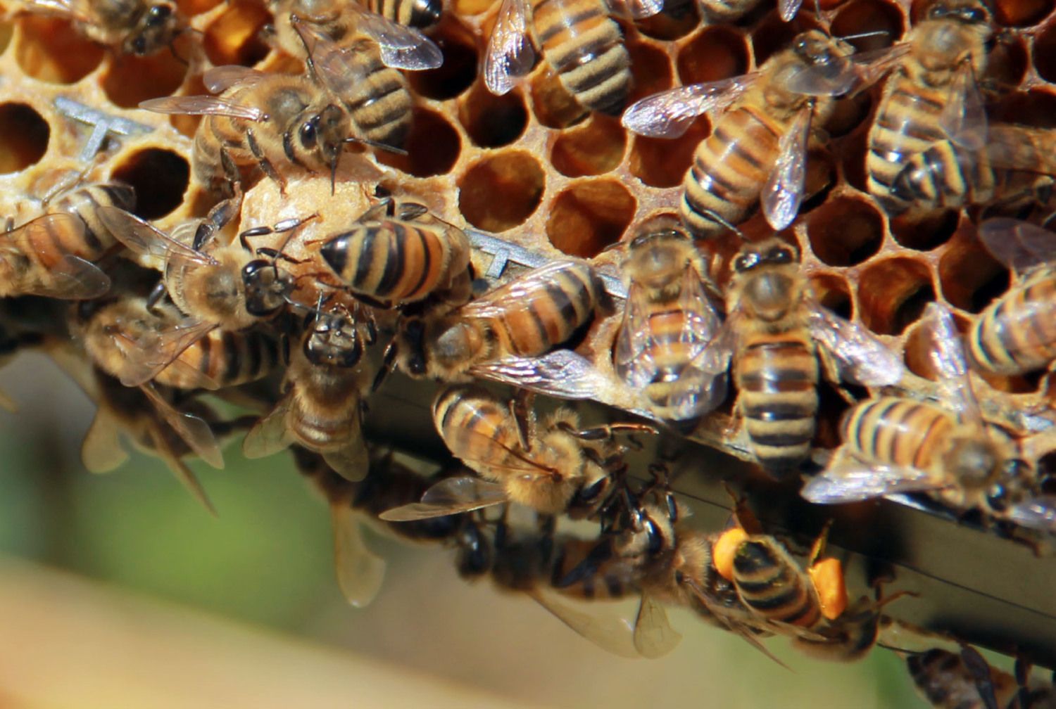 600x403px-LL-5c012c52_swarmframe.jpeg