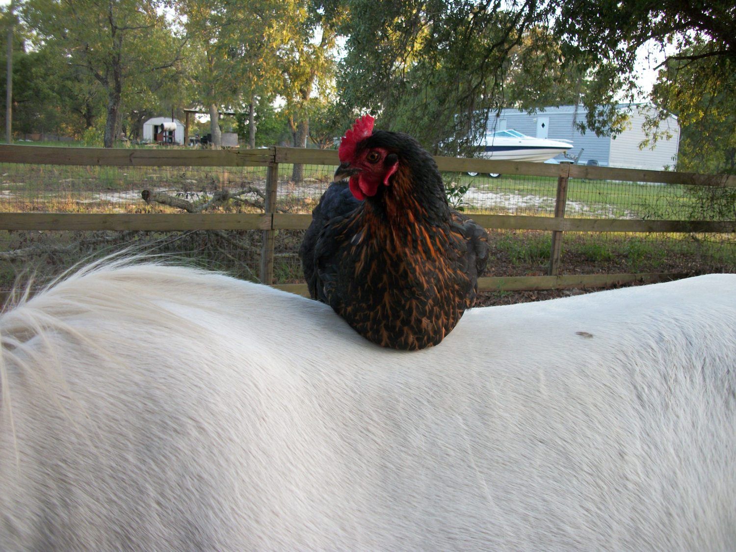Horse And Chicken