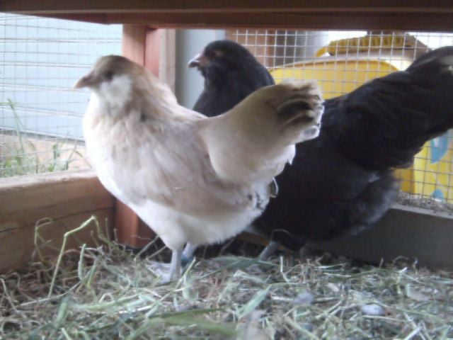 bantam ameraucana