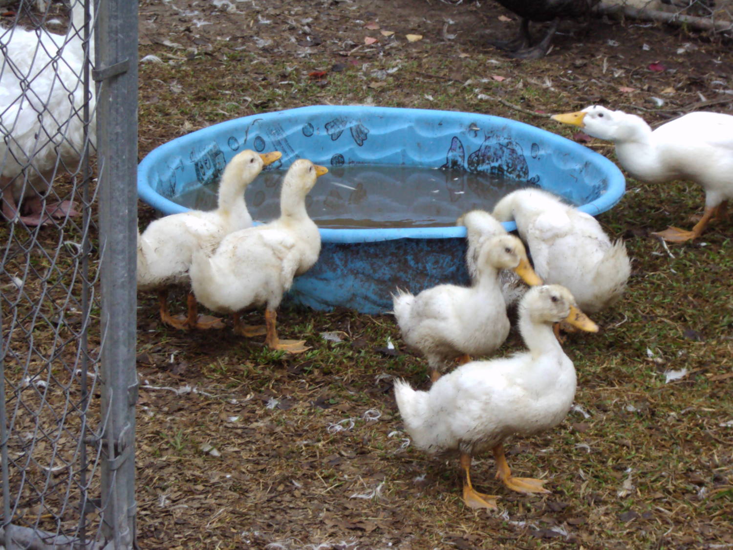 pekinducks6312022.jpg