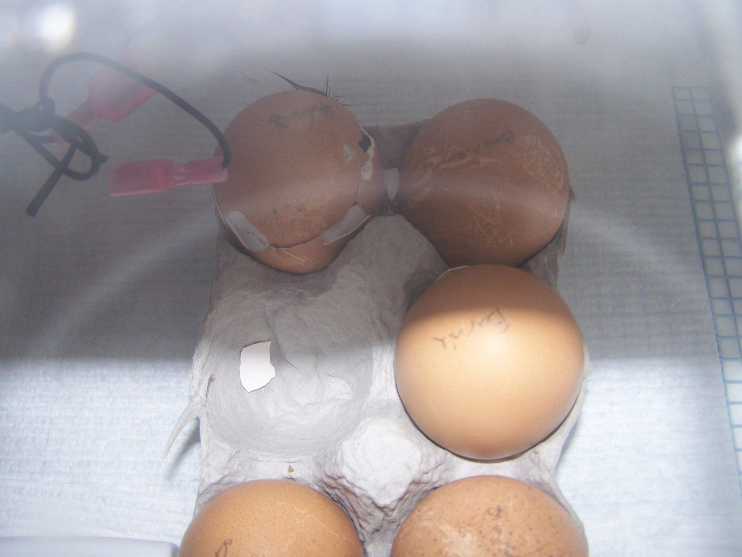 Barnevelder Eggs