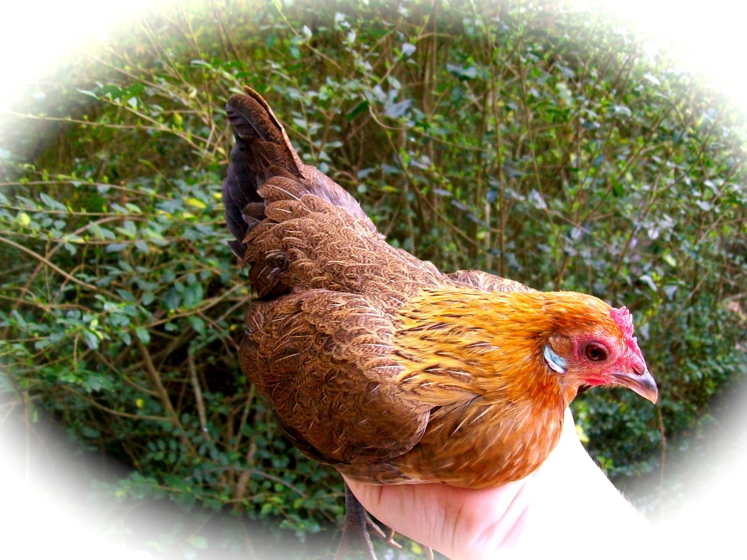 show-off-your-old-english-game-bantams-page-26-backyard-chickens