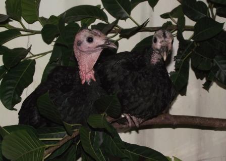 Turkeys 2.jpg