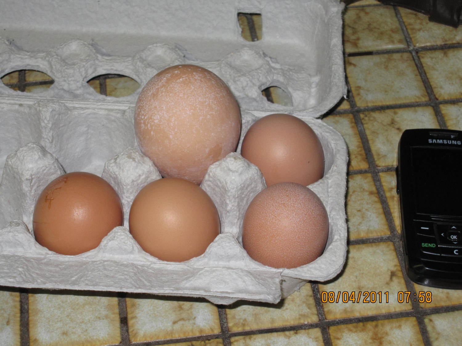 Debbiedodo's photos in The Double, Triple and higher yolkers thread! Show off your BIG eggs(and your oddly colored yolks!)!