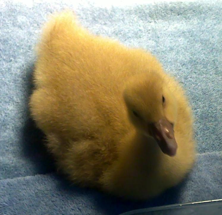 barley 12 days old.jpg