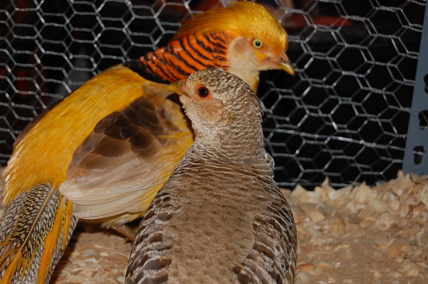Golden Crest Pheasant & Silver Lace Pheasant