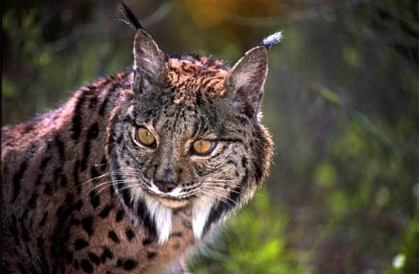 true-wildlife-iberian+lynx2.jpg