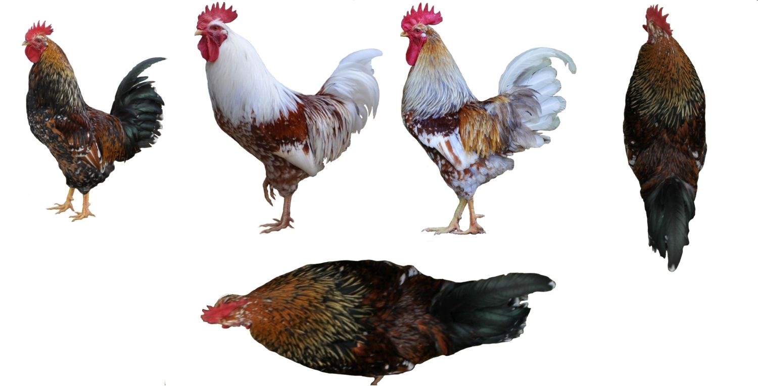 خروس