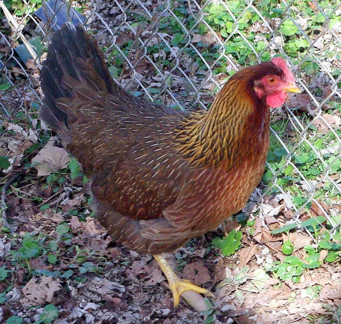 Welsummer Bantam