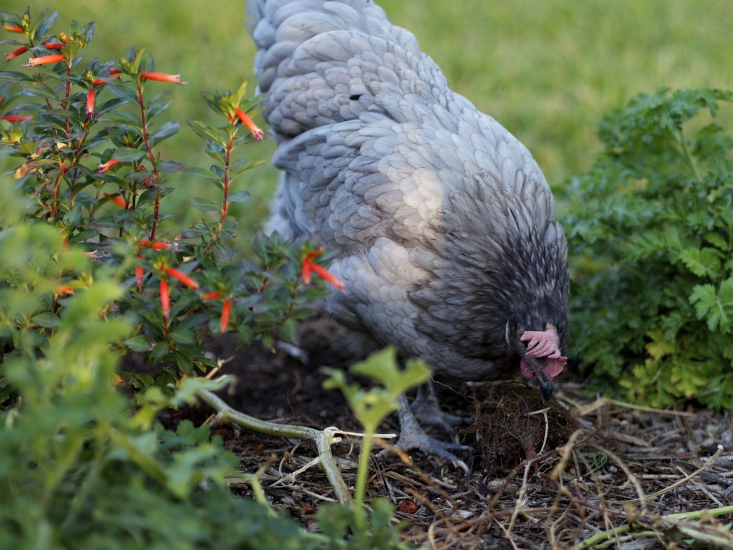 digging a garden