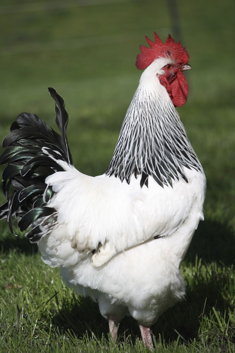 The All About Chickens Series Breed 1 Light Sussex Backyard Chickens Learn How To Raise