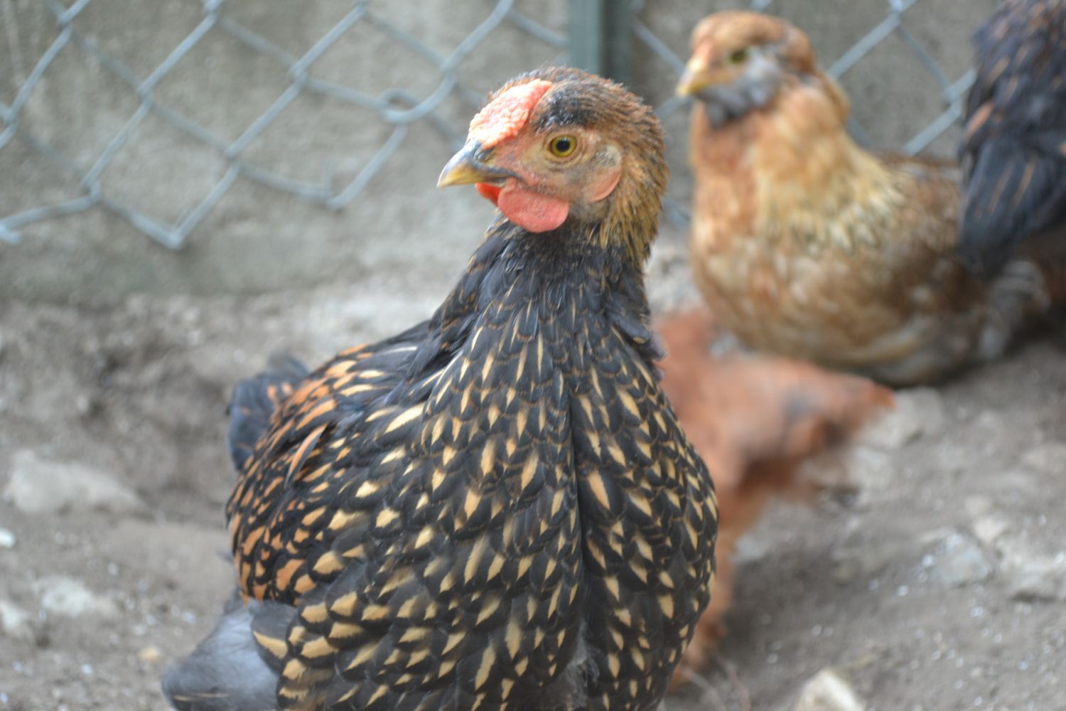 French Cuckoo Marans